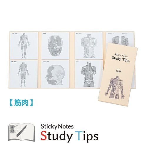 Study Tips Sticky Notes 8 Designs 20 Sheets / shikisaisai