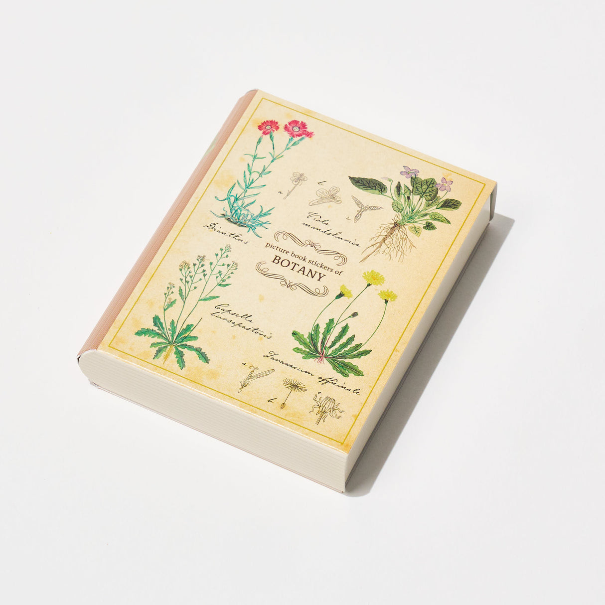 STUDY HOLIC Flake Stickers with Encyclopedia Case / GreenFlash