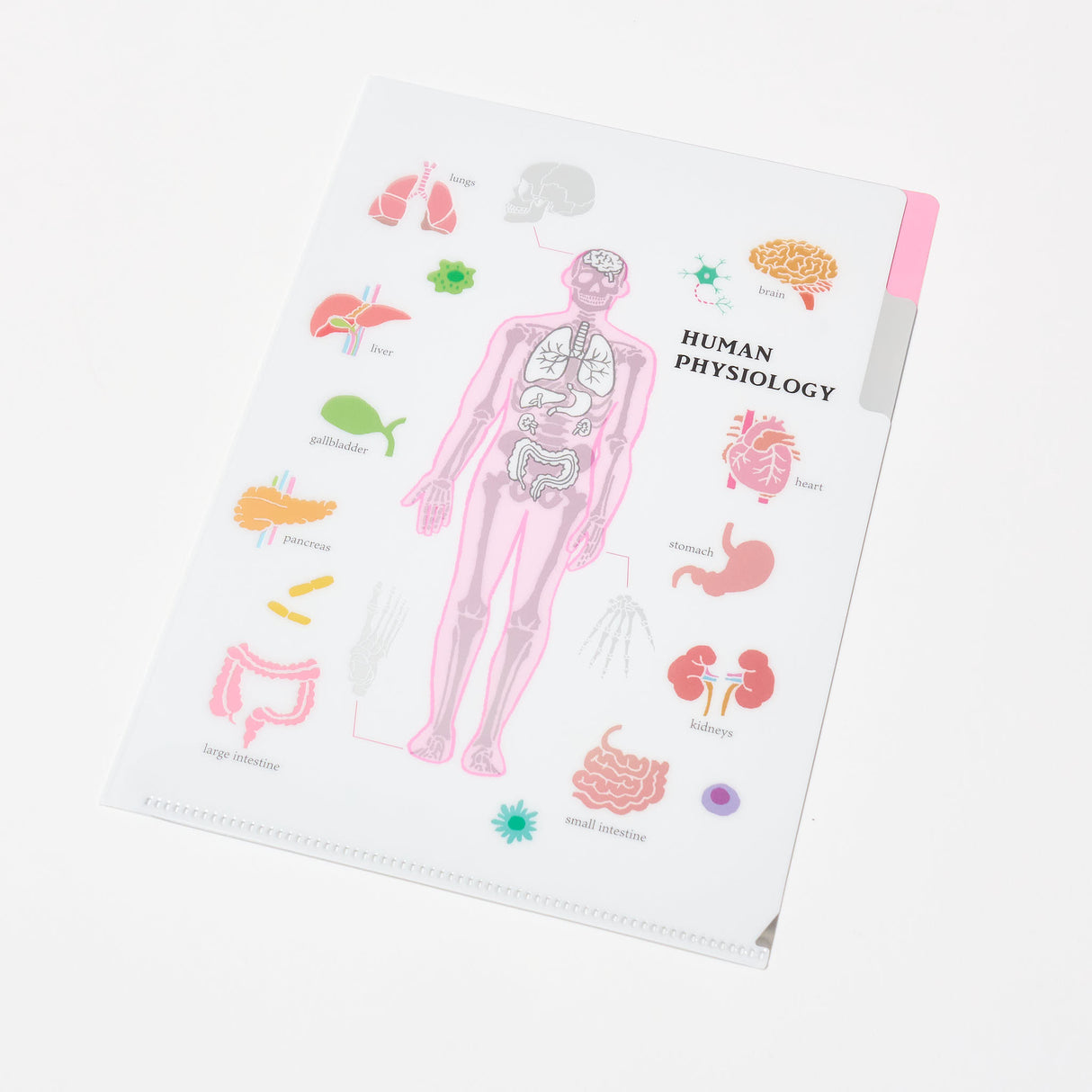 STUDY HOLIC A5 Pocket Clear File Folder / GreenFlash