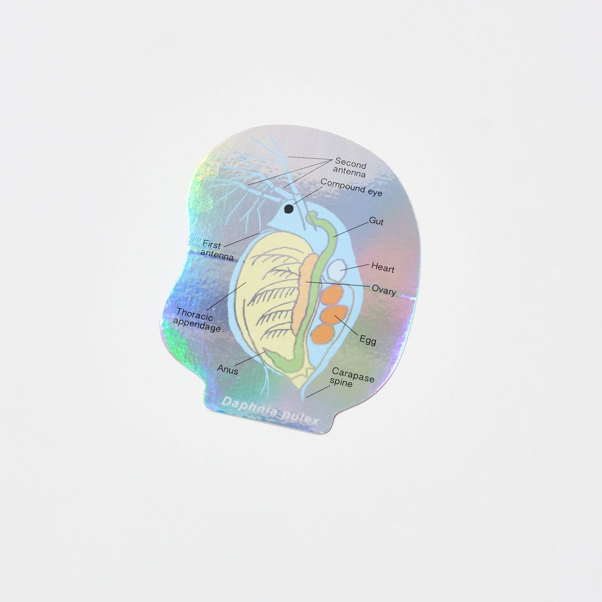 STUDY HOLIC Aurora Sticker / GreenFlash