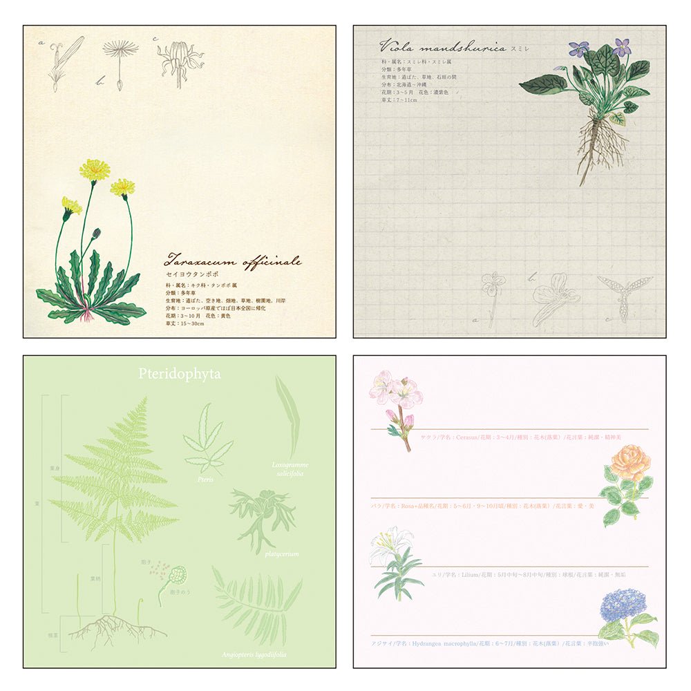 Botany STUDY HOLIC Bundle / GreenFlash - bungu