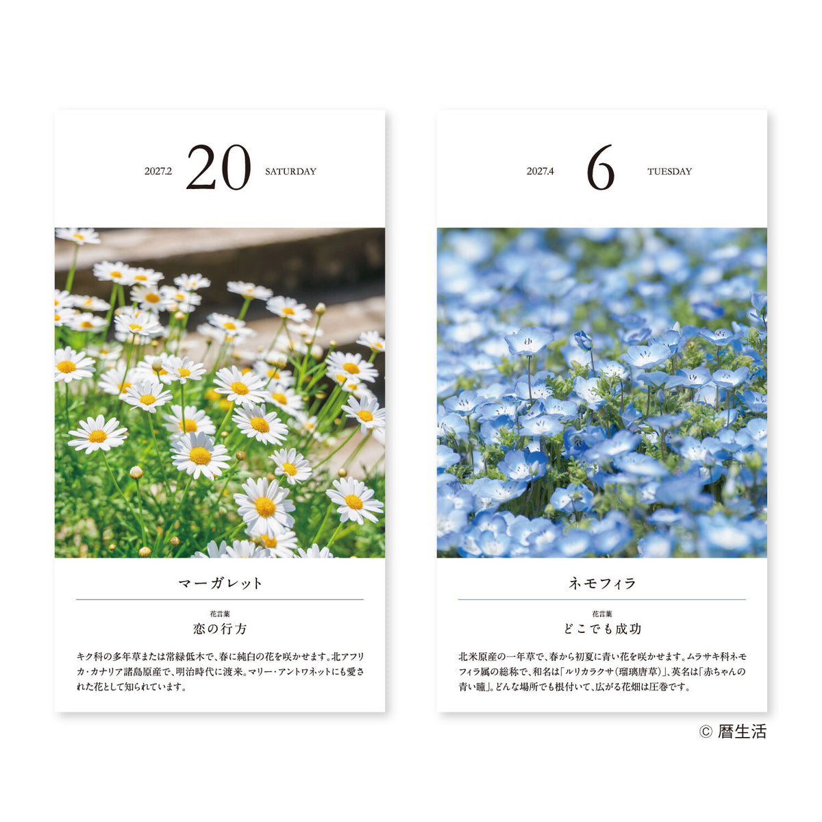 Flower Daily Calendar 2027 / Shin Nihon Calendar