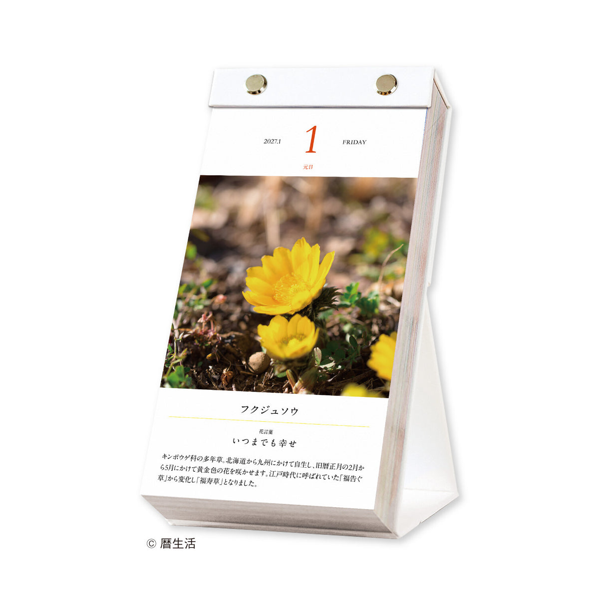 Flower Daily Calendar 2027 / Shin Nihon Calendar