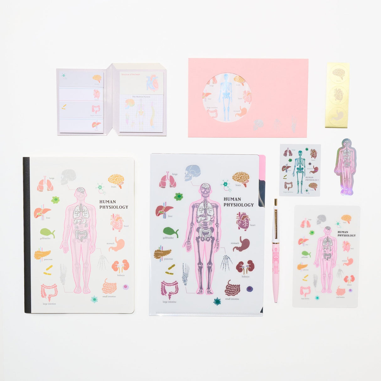 Human Physiology STUDY HOLIC Bundle / GreenFlash - bungu