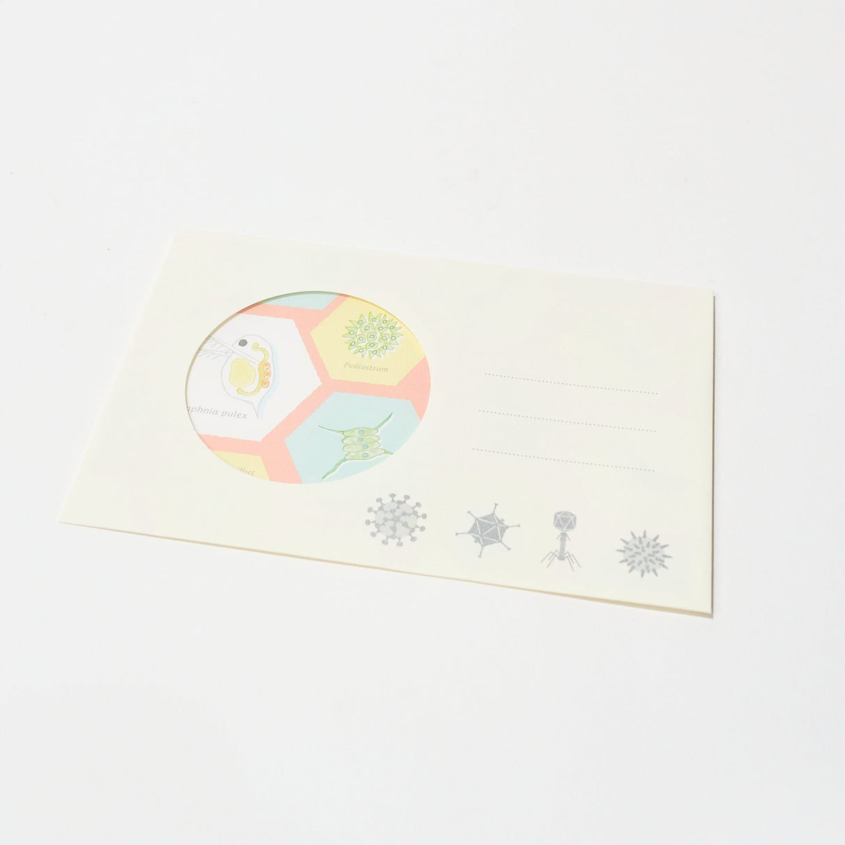 Microbiology STUDY HOLIC Bundle / GreenFlash - bungu