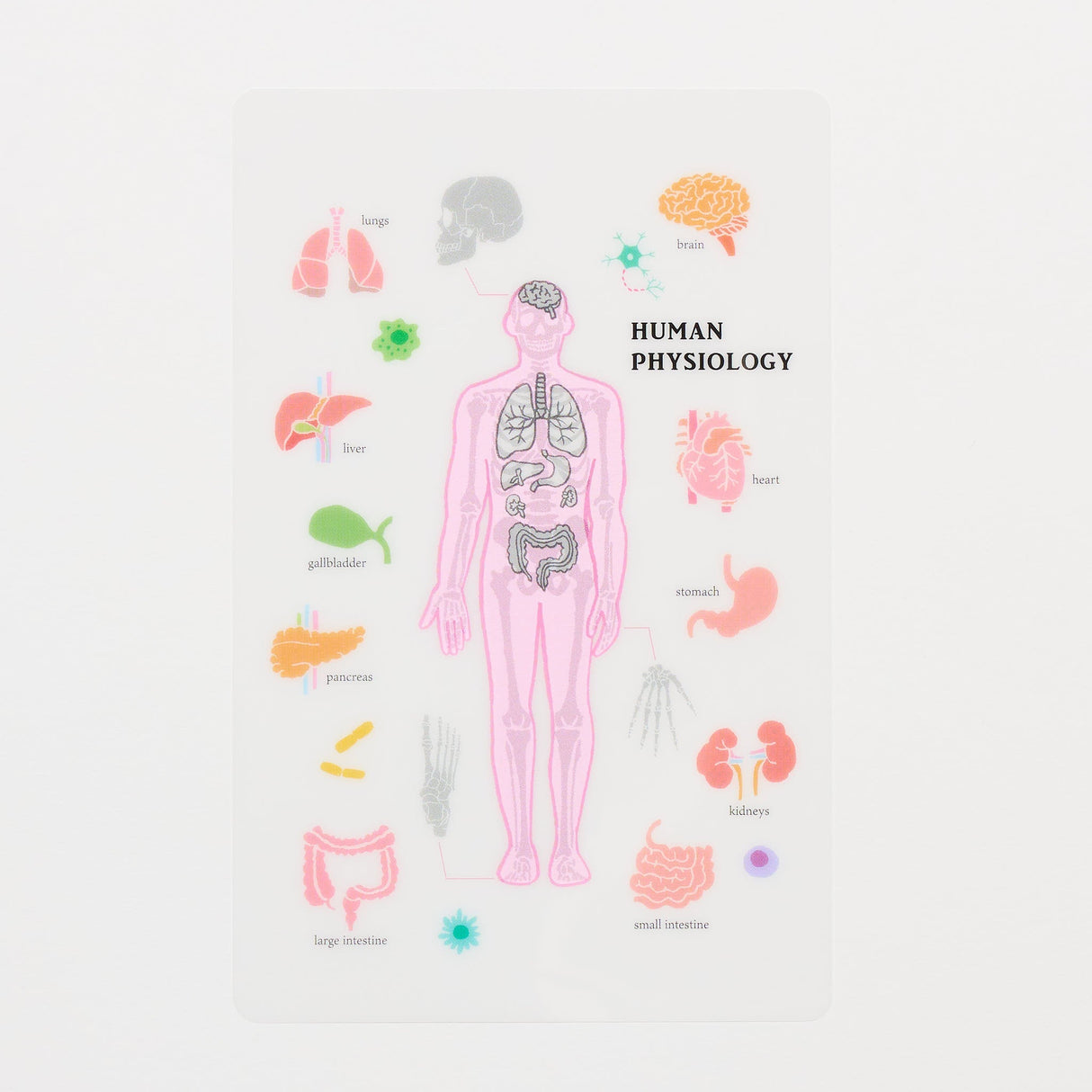 STUDY HOLIC Clear Bookmark / GreenFlash - bungu