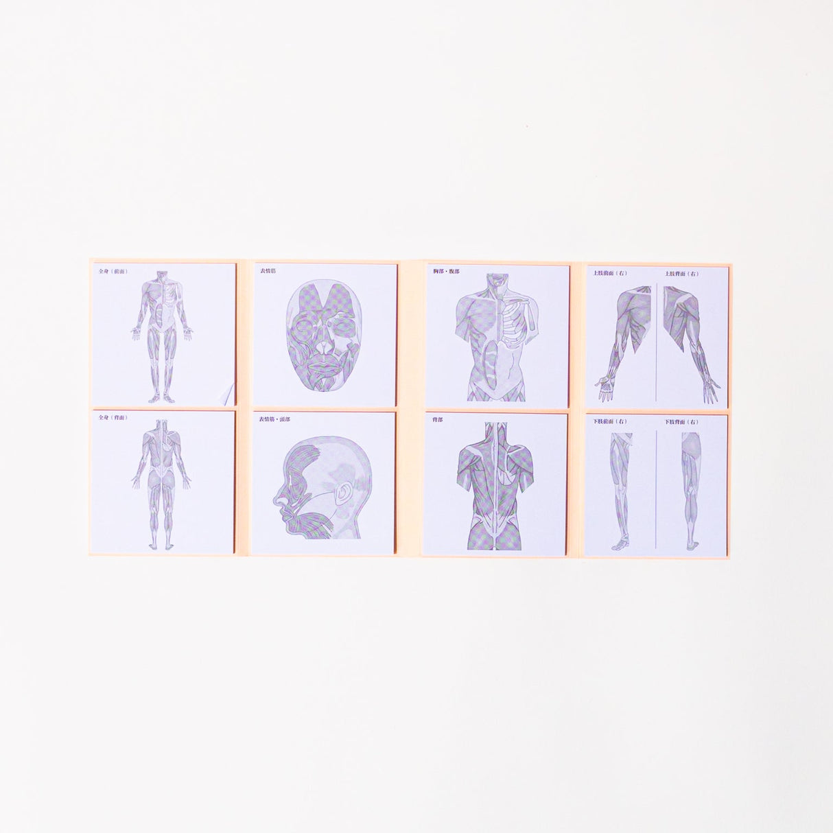 Study Tips Sticky Notes 8 Designs 20 Sheets / shikisaisai - bungu