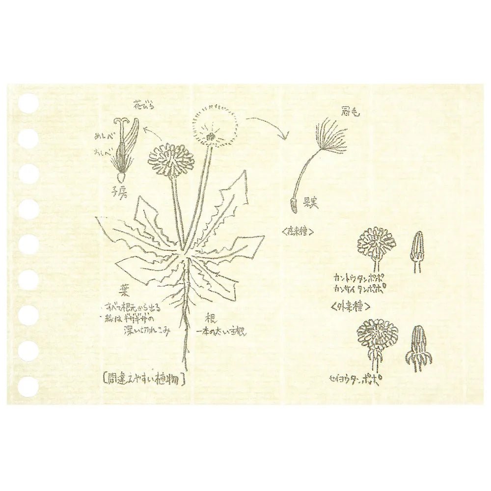 Write - Easy Creative Mini Loose Leaf / maruman - bungu