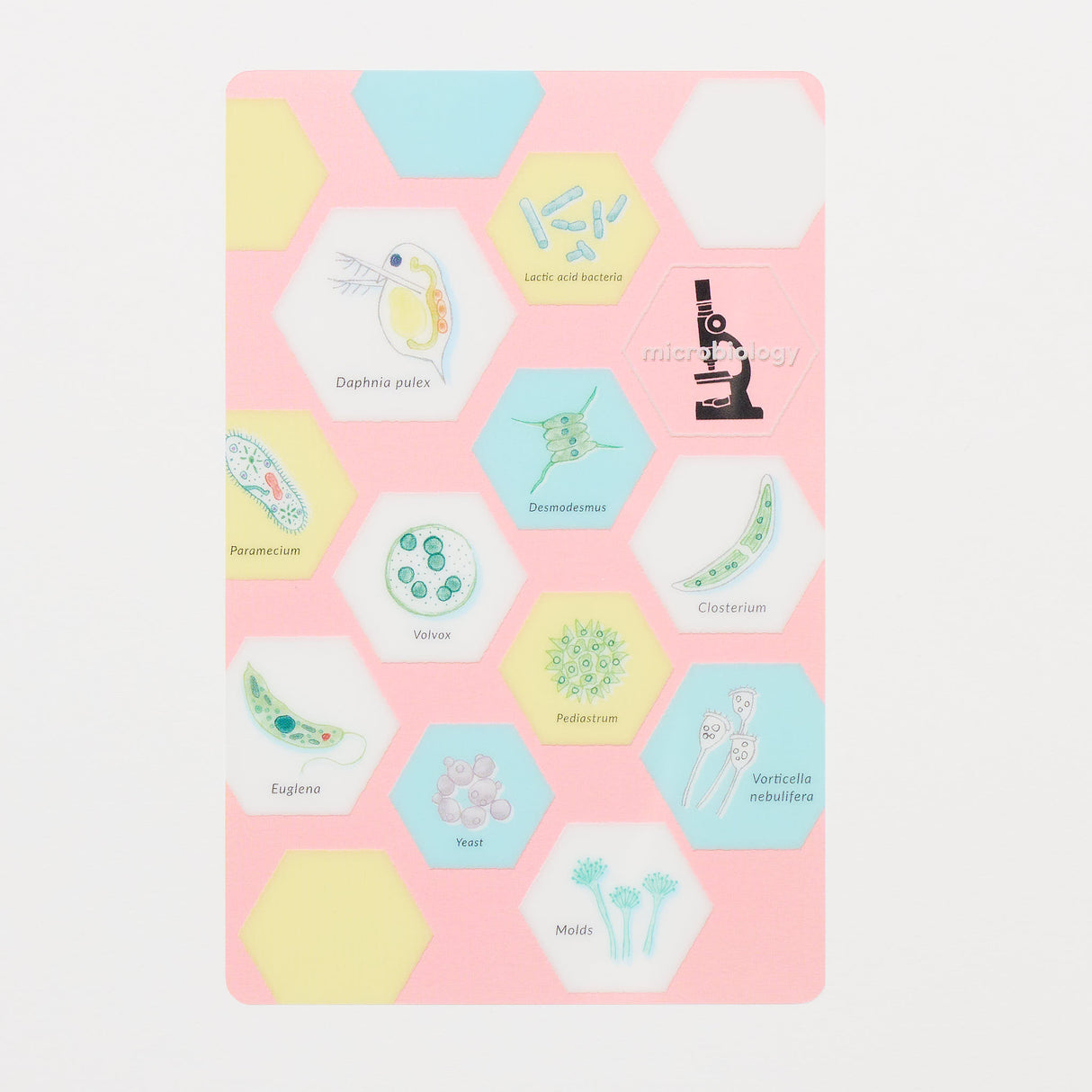 STUDY HOLIC Clear Bookmark / GreenFlash