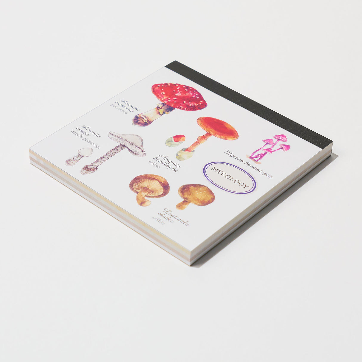 STUDY HOLIC Memo Pad Square / GreenFlash