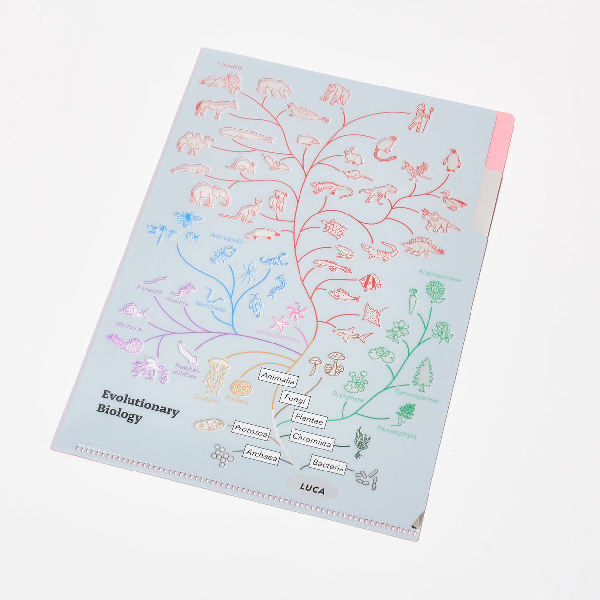 STUDY HOLIC A5 Pocket Clear File Folder / GreenFlash