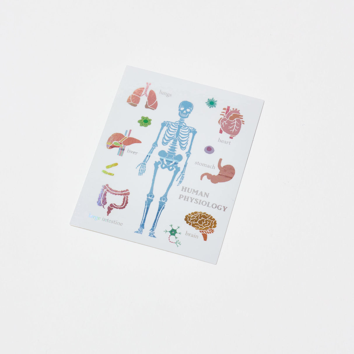 Human Physiology STUDY HOLIC Bundle / GreenFlash