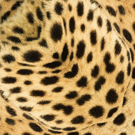 African Savannah Animal Origami Sets / Marumo Printing Stationery - bungu