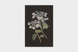 Art Touch Sasaki Megumi Floral Postcards / TOUCH & FLOW - bungu