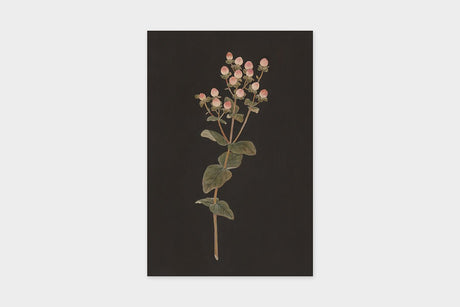 Art Touch Sasaki Megumi Floral Postcards / TOUCH & FLOW - bungu