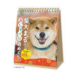 Chatty Shiba Inu Maru Daily Calendar 2027 / Shin Nihon Calendar - bungu