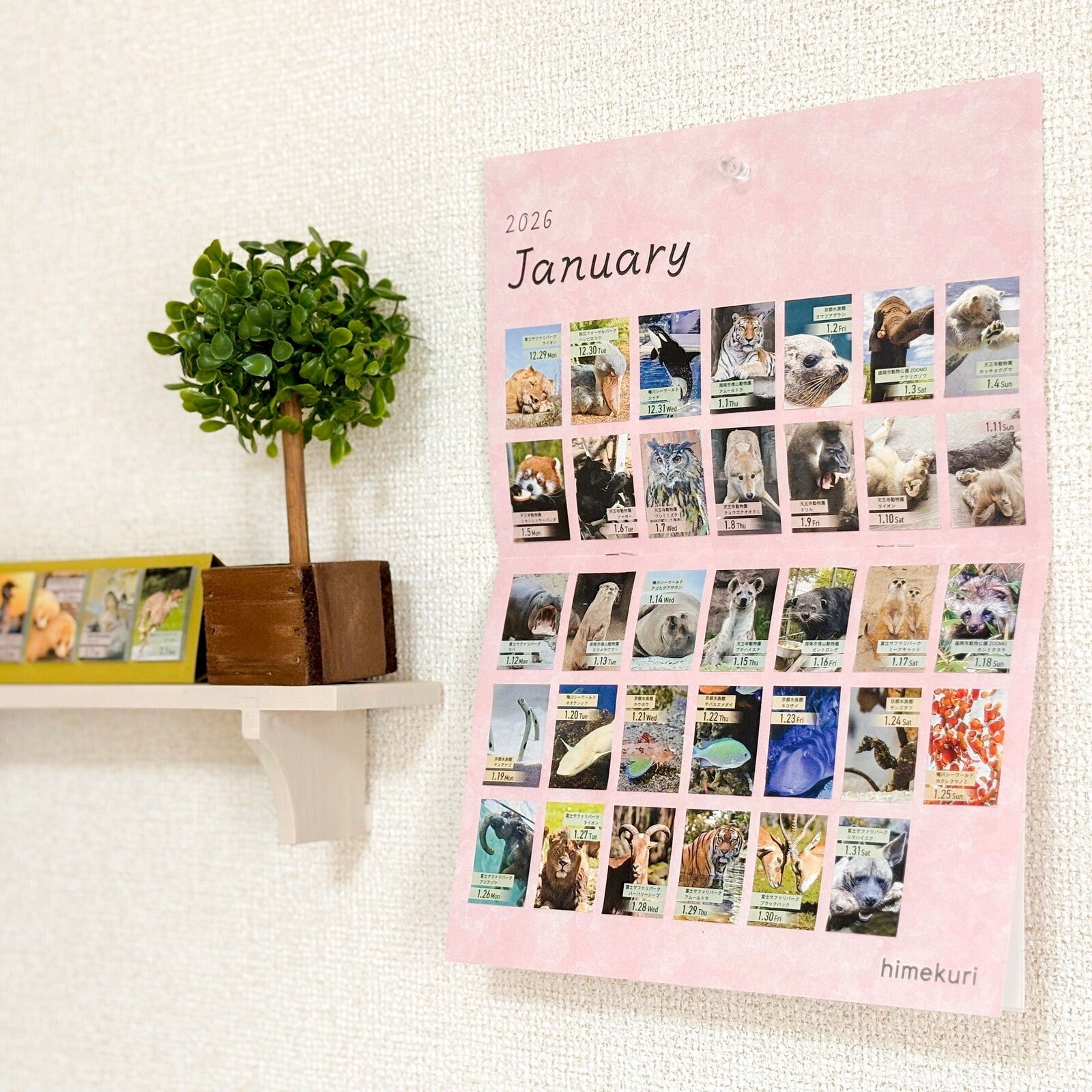 最安Paddlers Coffee Himekuri Calendar 2026 Himekuri Calendar 2026 | Tortoise General Store