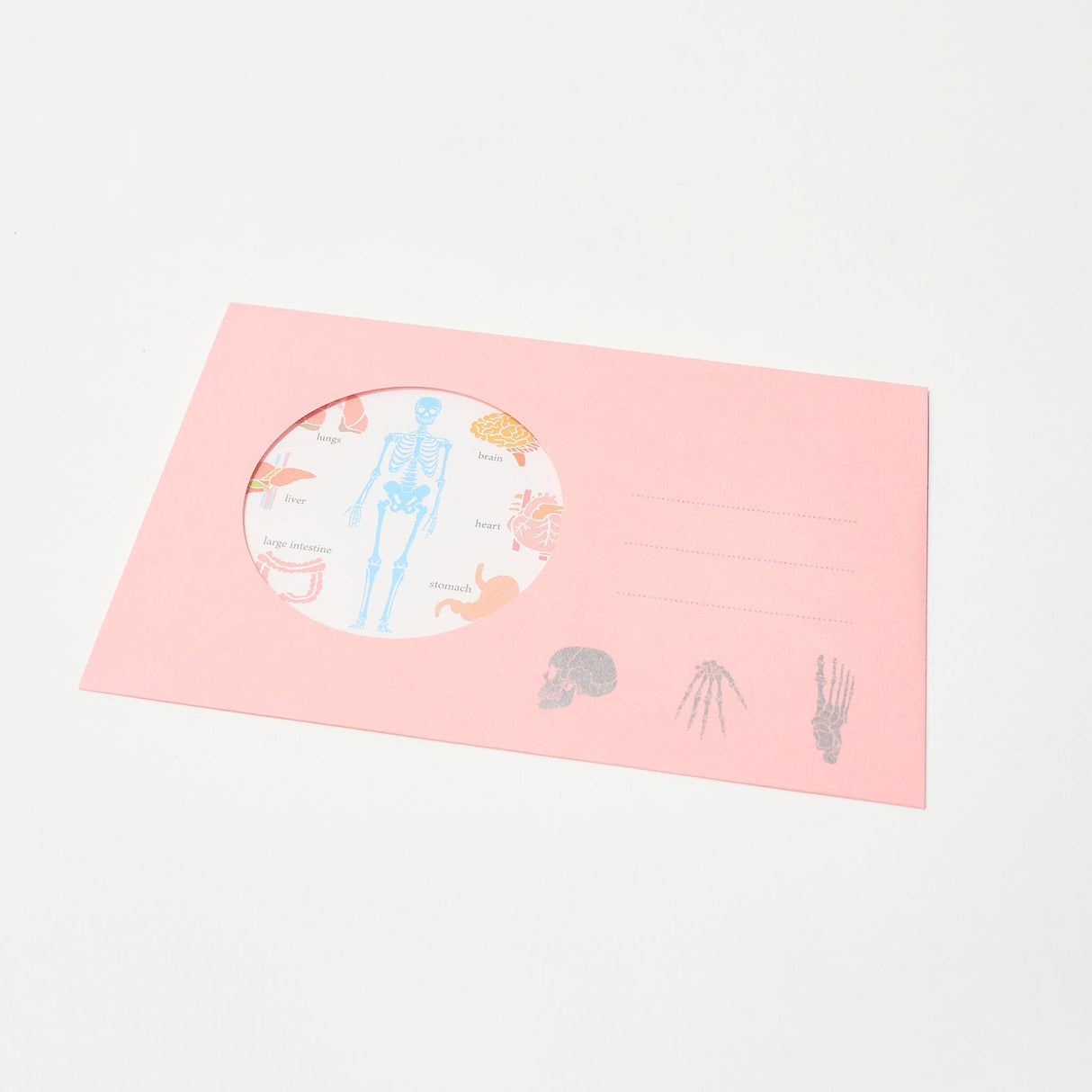 Human Physiology STUDY HOLIC Bundle / GreenFlash - bungu