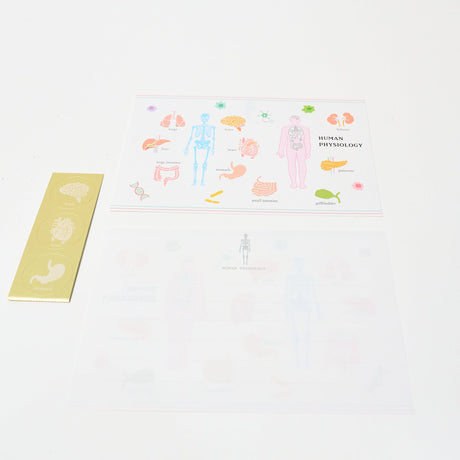 Human Physiology STUDY HOLIC Bundle / GreenFlash - bungu