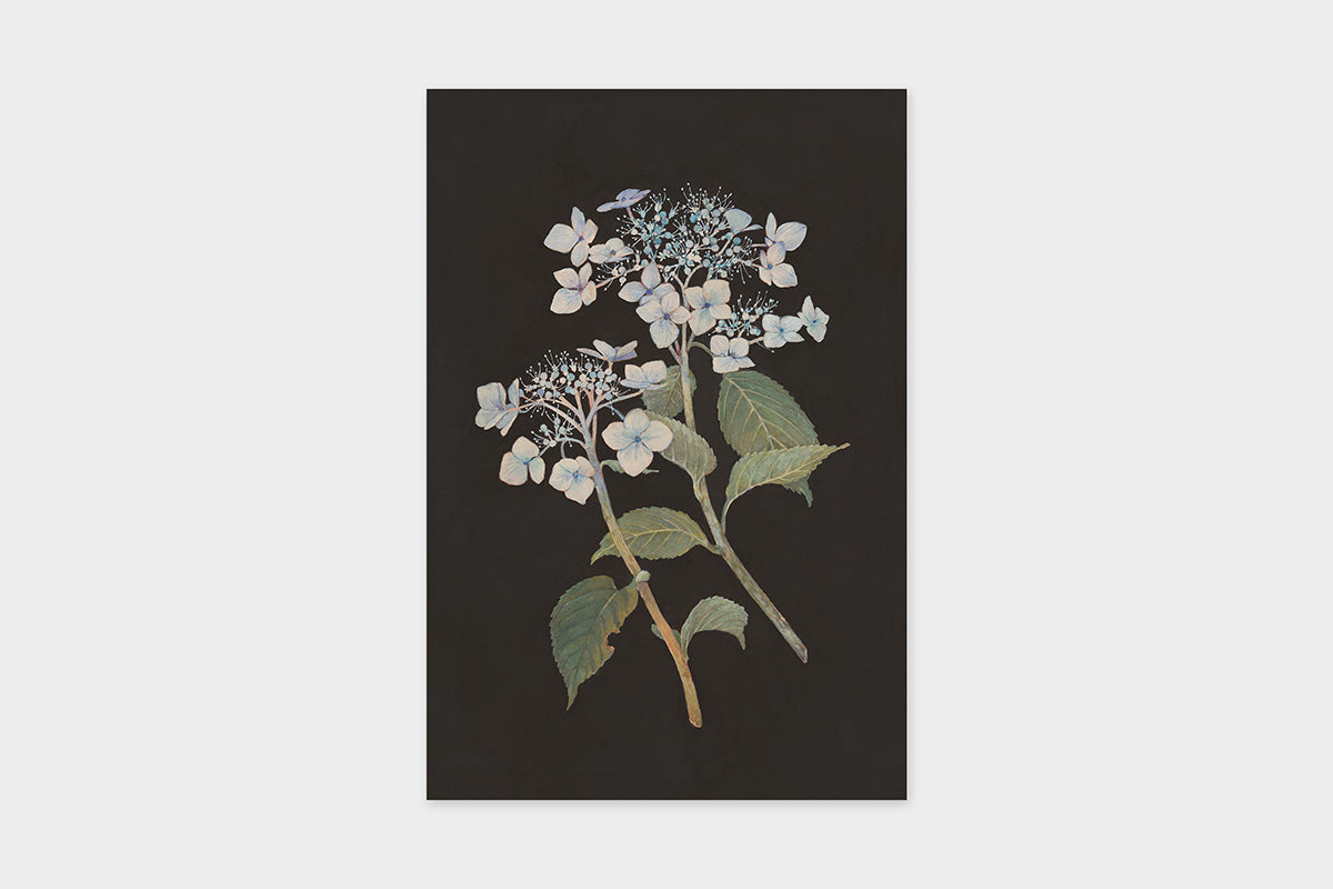 Art Touch Sasaki Megumi Floral Postcards / TOUCH & FLOW