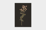 Art Touch Sasaki Megumi Floral Postcards / TOUCH & FLOW