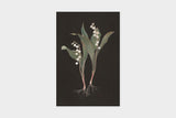 Art Touch Sasaki Megumi Floral Postcards / TOUCH & FLOW