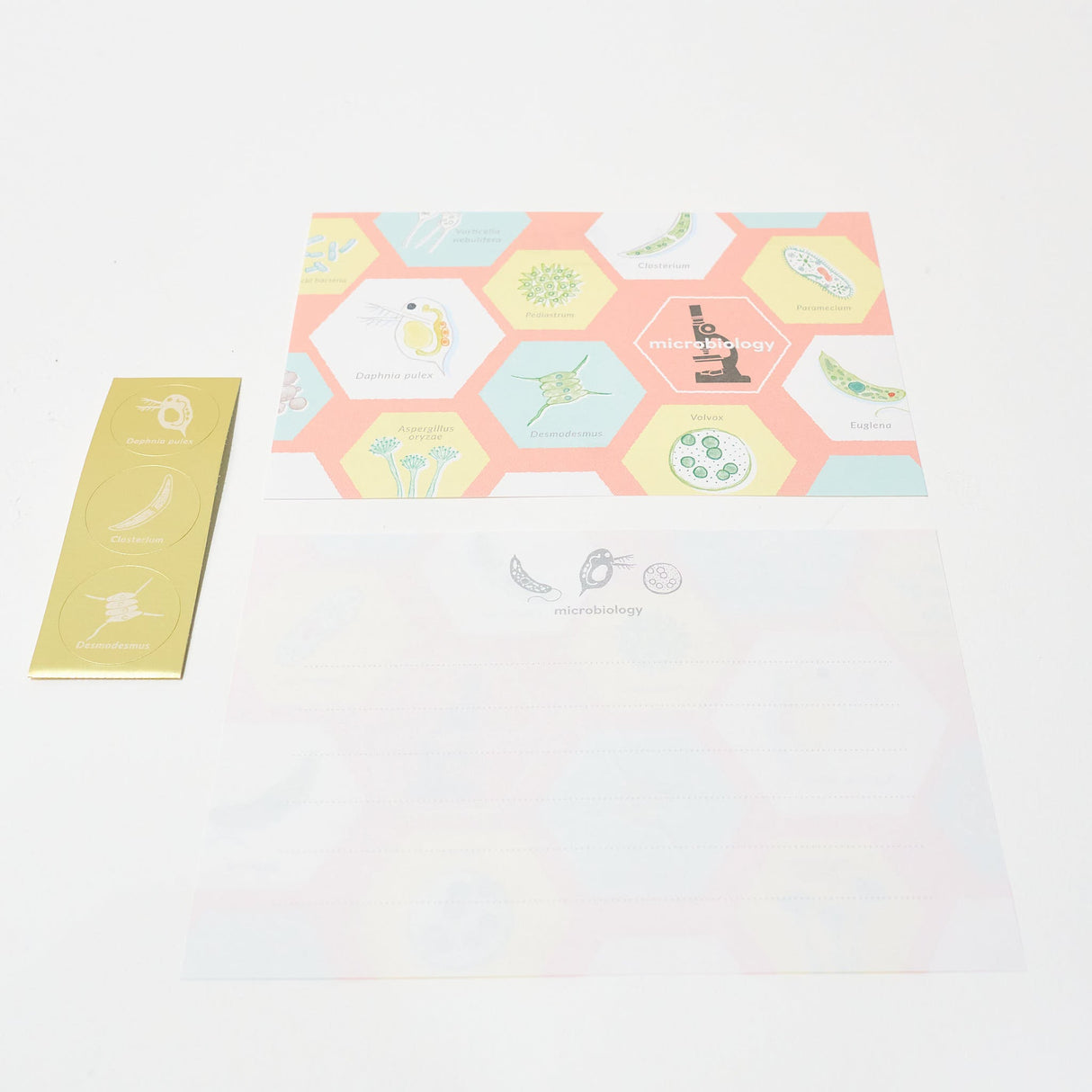 Microbiology STUDY HOLIC Bundle / GreenFlash - bungu