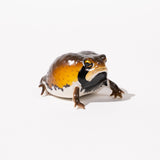 NTC Glossy - Skinned Chubby Frogs Gacha Capsule - bungu