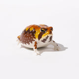 NTC Glossy - Skinned Chubby Frogs Gacha Capsule - bungu