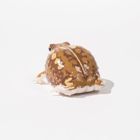 NTC Glossy - Skinned Chubby Frogs Gacha Capsule - bungu