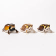 NTC Glossy - Skinned Chubby Frogs Gacha Capsule - bungu
