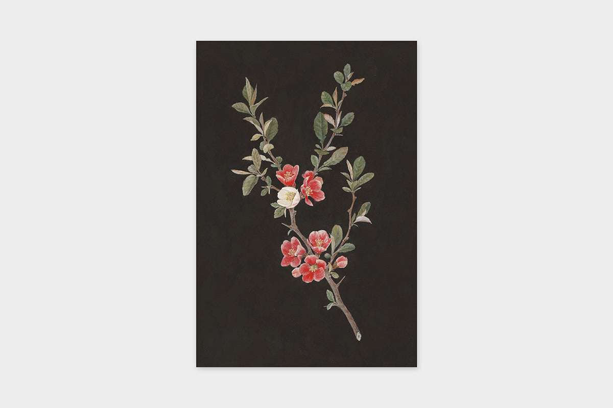 Art Touch Sasaki Megumi Floral Postcards / TOUCH & FLOW