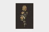 Art Touch Sasaki Megumi Floral Postcards / TOUCH & FLOW