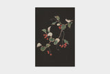 Art Touch Sasaki Megumi Floral Postcards / TOUCH & FLOW