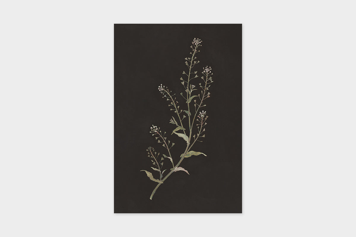 Art Touch Sasaki Megumi Floral Postcards / TOUCH & FLOW