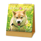 Shiba Inu Maru and a Walk Desk Calendar 2027 / Shin Nihon Calendar - bungu