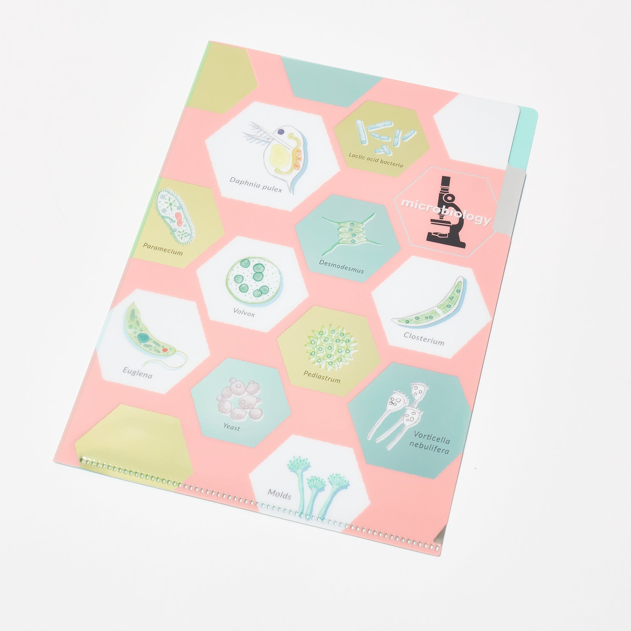 STUDY HOLIC A5 Pocket Clear File Folder / GreenFlash – bungu