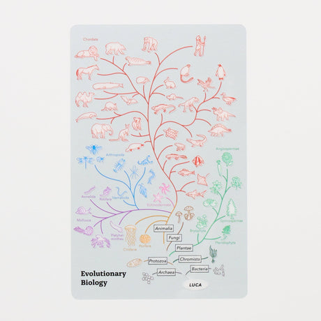 STUDY HOLIC Clear Bookmark / GreenFlash - bungu