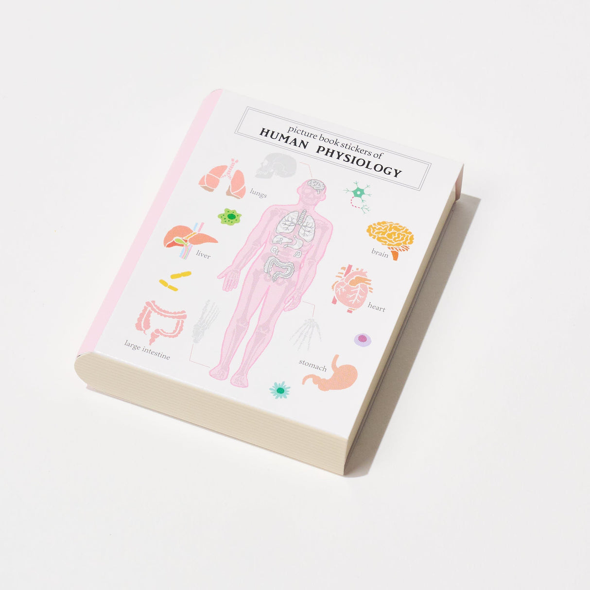 STUDY HOLIC Flake Stickers with Encyclopedia Case / GreenFlash - bungu