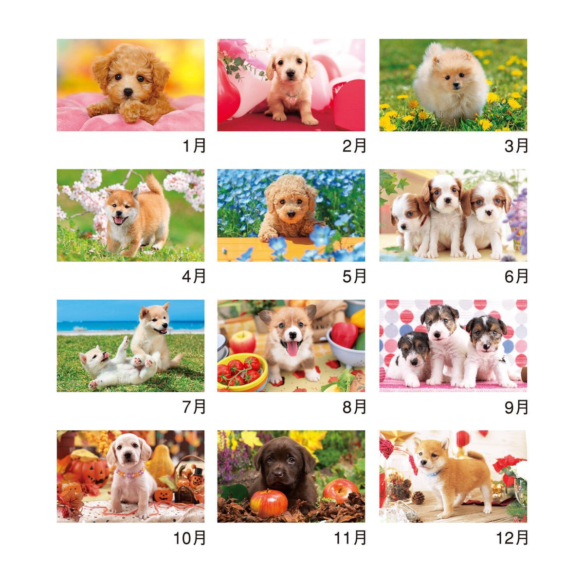Thank You Dog and Cat Desk Calendars 2027 / Shin Nihon Calendar - bungu